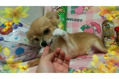 成約済の秋田県のチワワ(ロングコート)-53788の5枚目